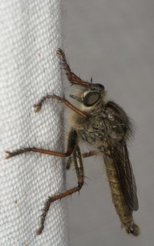 Réf. 304 419 : Tolmerus atricapillus